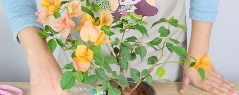 三角梅叶子下垂的原因,不开花是什么原因 三角梅叶子下垂的原因,不开花是什么原因