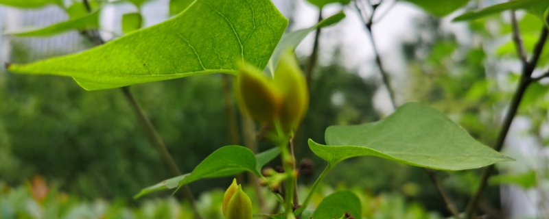 丁香和紫荆的叶子有什么区别,分别怎么养护 丁香和紫荆的叶子有什么区别,分别怎么养护
