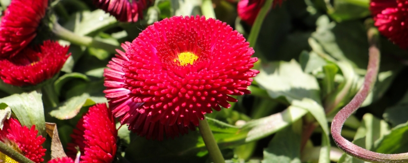雏菊怎么插花,插花怎样保持长久 雏菊怎么插花,插花怎样保持长久