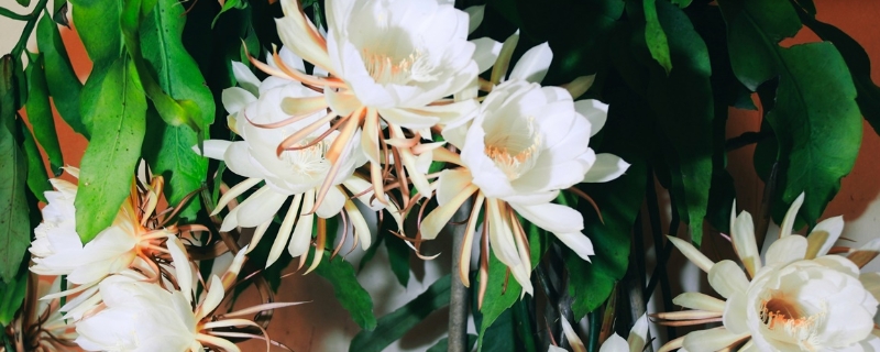 昙花开后怎么处理,开了如何保存 昙花开后怎么处理,开了如何保存