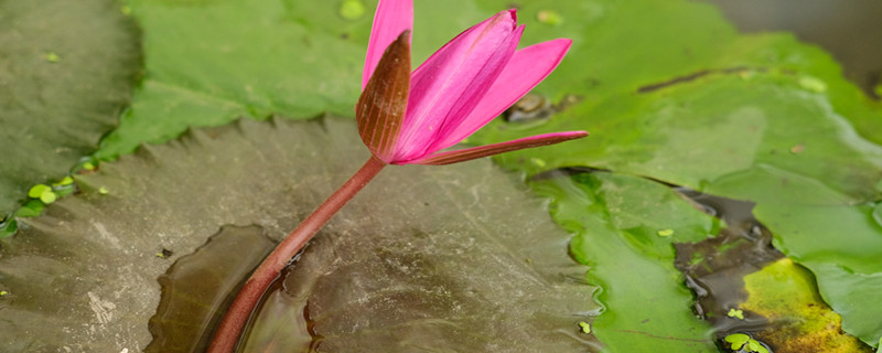 睡莲怎么插花,怎么养护 睡莲怎么插花,怎么养护