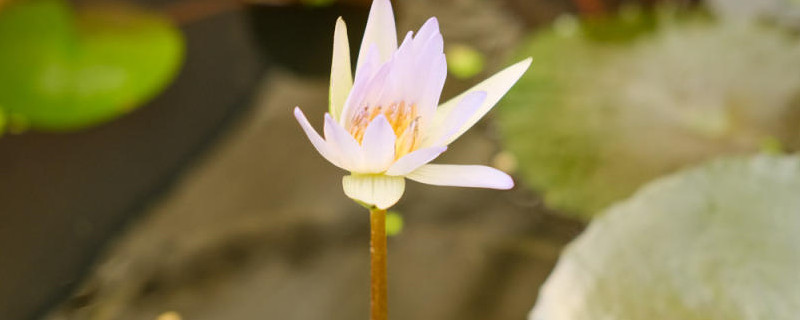 睡莲怎么翻盆,日常怎么养护 睡莲怎么翻盆,日常怎么养护