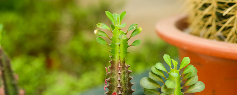 龙骨花掉叶子怎么回事,怎么挽救 龙骨花掉叶子怎么回事,怎么挽救