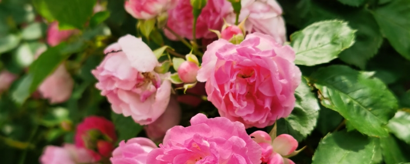 蔷薇花生虫怎么办,怎么养护不生虫 蔷薇花生虫怎么办,怎么养护不生虫
