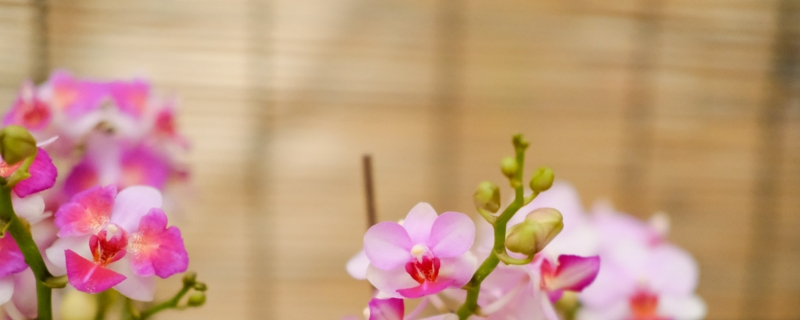 蝴蝶兰花苞为什么干瘪掉,叶子烂掉了还能活吗 蝴蝶兰花苞为什么干瘪掉,叶子烂掉了还能活吗