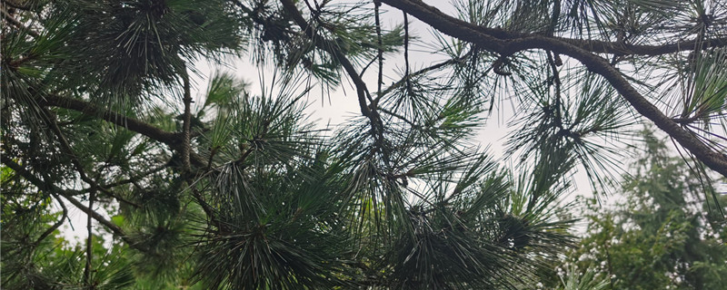 松树怎么移栽,几月份移栽成活率高 松树怎么移栽,几月份移栽成活率高