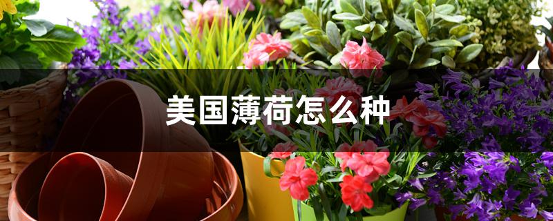 美国薄荷怎么种,注意事项是什么 美国薄荷怎么种,注意事项是什么