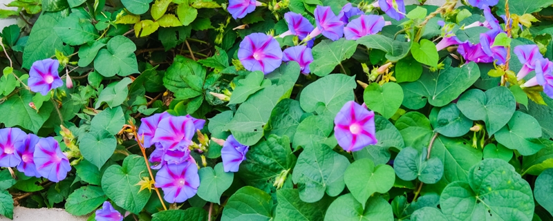牵牛花是什么,怎么栽种 牵牛花是什么,怎么栽种
