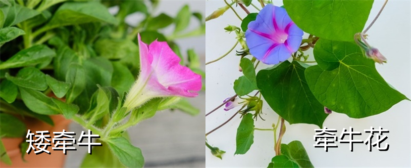 牵牛花和矮牵牛的区别,养护方法的差异是什么 牵牛花和矮牵牛的区别,养护方法的差异是什么