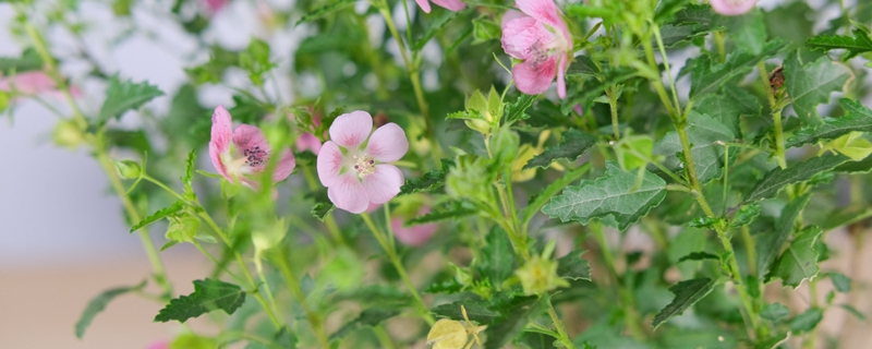 小木槿花苞发黄怎么办,是什么原因 小木槿花苞发黄怎么办,是什么原因