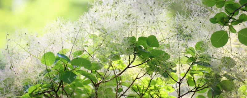 黄栌下山桩栽前能泡水吗,如何栽种成活率高 黄栌下山桩栽前能泡水吗,如何栽种成活率高