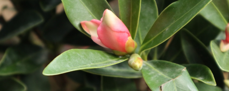 茶花冬天耐低温多少,在室外怎么养 茶花冬天耐低温多少,在室外怎么养