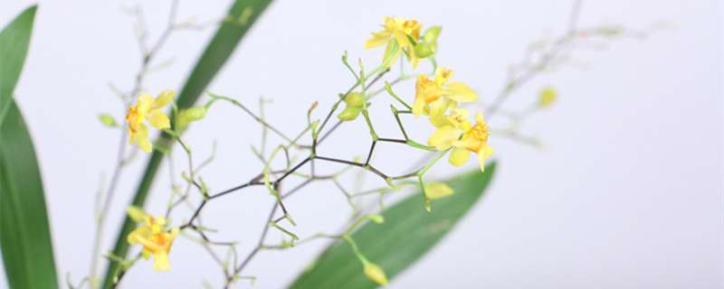 文心兰从抽花剑到开花要多久,抽花剑后怎么养护 文心兰从抽花剑到开花要多久,抽花剑后怎么养护