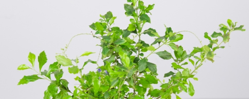 蕾丝金露花冬天最低温度能耐多少度,冬天怎么养 蕾丝金露花冬天最低温度能耐多少度,冬天怎么养