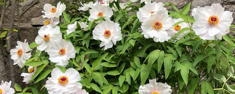 牡丹花是什么花,怎么养护 牡丹花是什么花,怎么养护