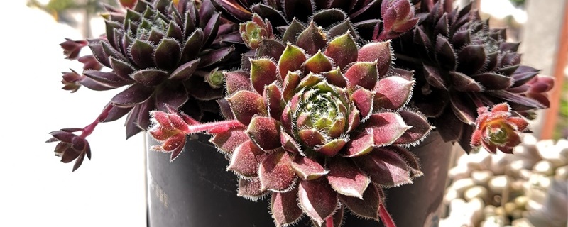 紫牡丹怎么种,种植后如何养护 紫牡丹怎么种,种植后如何养护