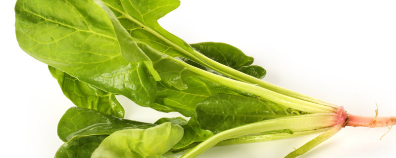 菠菜籽什么时间播种?怎么播种 菠菜籽什么时间播种?怎么播种