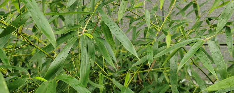 竹子怎么移栽才能成活,栽植的最佳时间 竹子怎么移栽才能成活,栽植的最佳时间