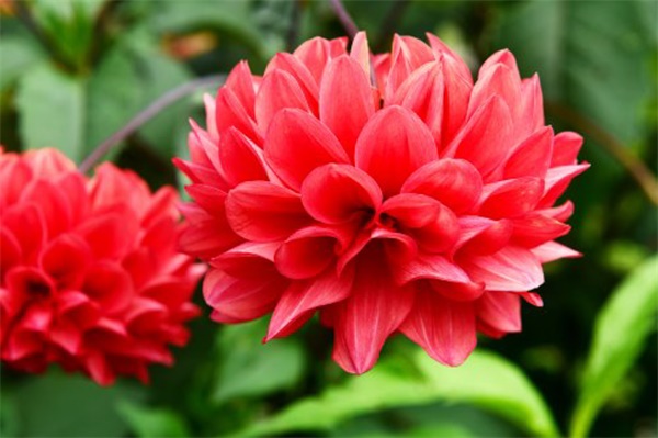 11月,这花要挖出来,明年春天再种! 11月,这花要挖出来,明年春天再种!