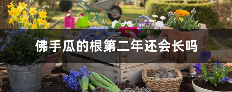 佛手瓜的根第二年还会长吗,日常怎么管理 佛手瓜的根第二年还会长吗,日常怎么管理