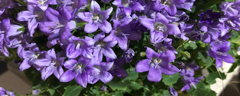 丹麦风铃草开完花就不要了吗,能过冬吗 丹麦风铃草开完花就不要了吗,能过冬吗