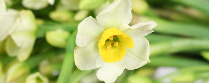 水仙开完花后还能养吗,花后如何养 水仙开完花后还能养吗,花后如何养