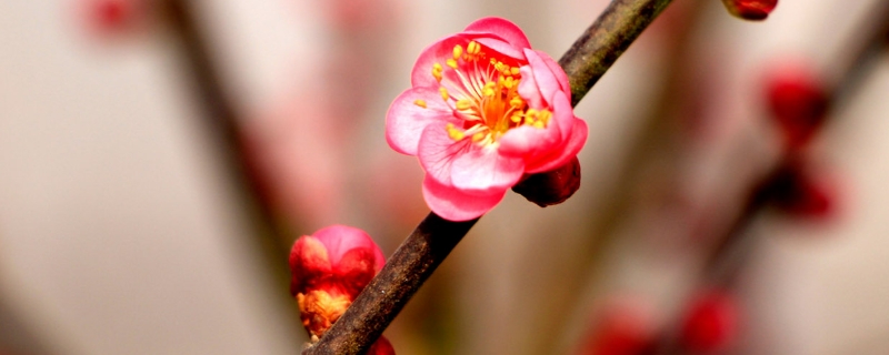 红梅开花时间,养殖方法及注意事项 红梅开花时间,养殖方法及注意事项