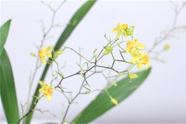 冬天干燥静电多,养这几盆花,是天然的“加湿器” 冬天干燥静电多,养这几盆花,是天然的“加湿器”