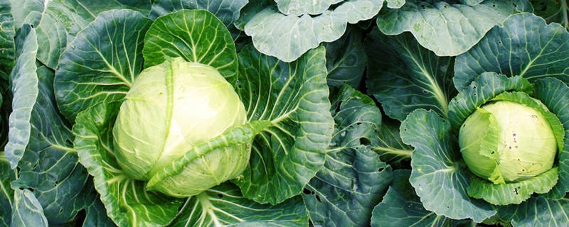 甘蓝种植时间和方法 甘蓝种植时间和方法