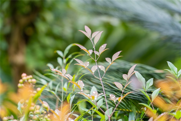 这花特耐寒,天越冷叶子越红,丢院子里也冻不死 这花特耐寒,天越冷叶子越红,丢院子里也冻不死