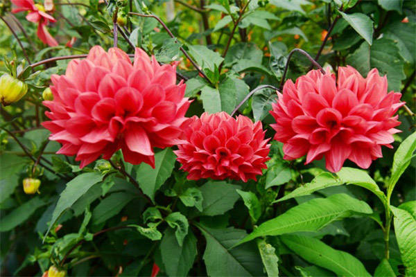 这花太争气,连开6个月不歇气,花比脸盆还大 这花太争气,连开6个月不歇气,花比脸盆还大