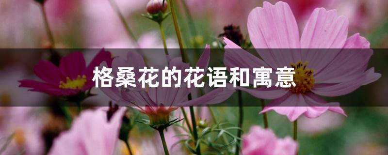 格桑花的花语和寓意 格桑花的花语和寓意
