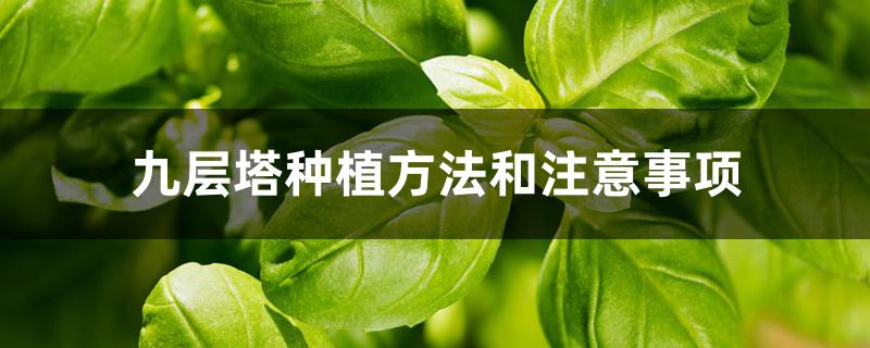 九层塔种植方法和注意事项 九层塔种植方法和注意事项