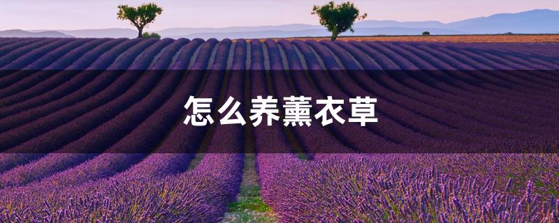怎么养薰衣草,薰衣草的花语是什么 怎么养薰衣草,薰衣草的花语是什么