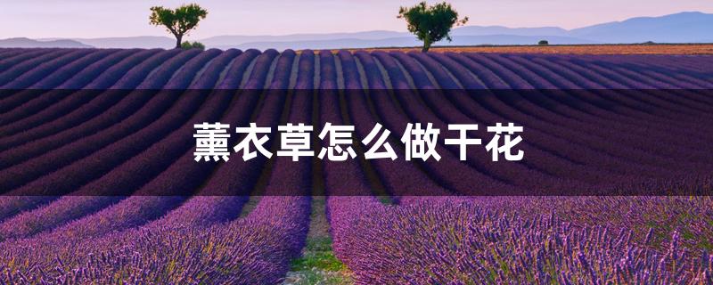 薰衣草怎么做干花,干花什么用途 薰衣草怎么做干花,干花什么用途