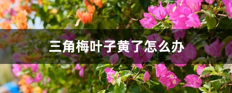 三角梅叶子黄了怎么办,为什么会发黄 三角梅叶子黄了怎么办,为什么会发黄