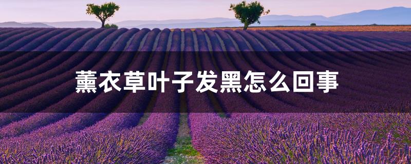 薰衣草叶子发黑怎么回事,如何改善 薰衣草叶子发黑怎么回事,如何改善