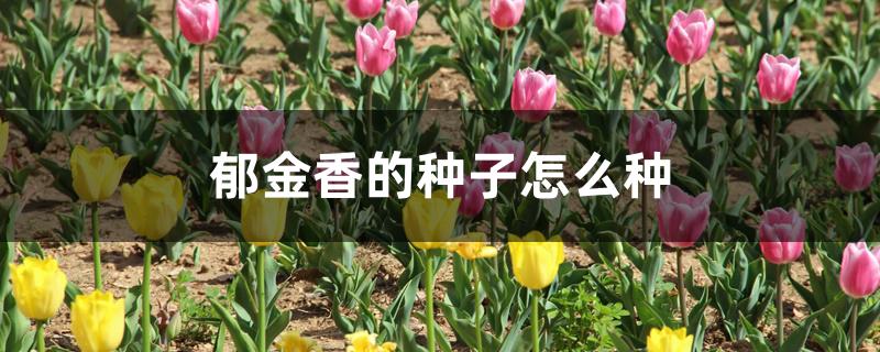郁金香的种子怎么种,怎么对土壤消毒 郁金香的种子怎么种,怎么对土壤消毒