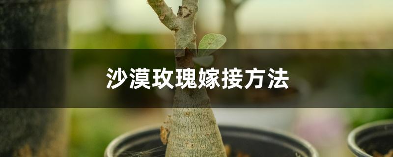 沙漠玫瑰嫁接方法,沙漠玫瑰的花语 沙漠玫瑰嫁接方法,沙漠玫瑰的花语