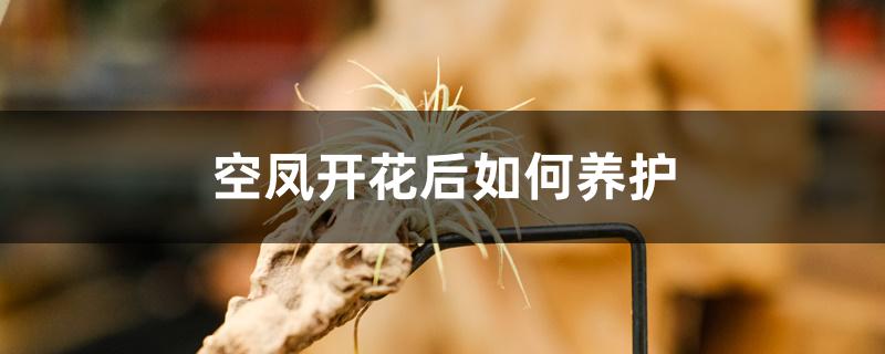 空凤开花后如何养护,耐寒多少度 空凤开花后如何养护,耐寒多少度