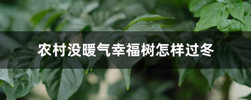 农村没暖气幸福树怎样过冬,如何浇水 农村没暖气幸福树怎样过冬,如何浇水