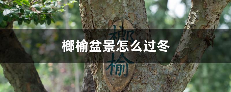 榔榆盆景怎么过冬,冬天如何浇水 榔榆盆景怎么过冬,冬天如何浇水