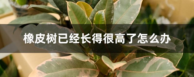 橡皮树已经长得很高了怎么办,如何预防长的太高 橡皮树已经长得很高了怎么办,如何预防长的太高