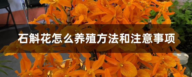 石斛花怎么养殖方法和注意事项 石斛花怎么养殖方法和注意事项
