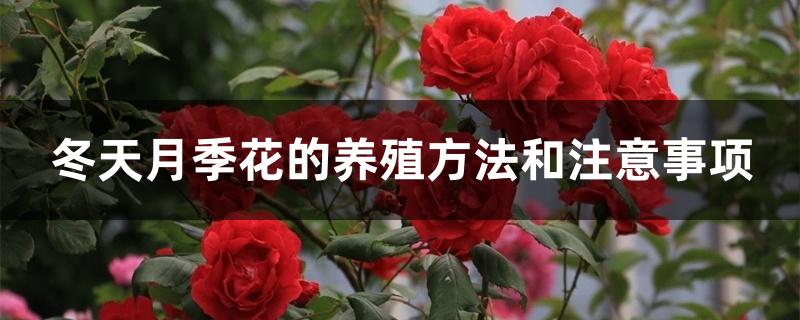 冬天月季花的养殖方法和注意事项 冬天月季花的养殖方法和注意事项