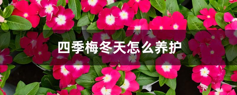 四季梅冬天怎么养护,冬天怎么施肥 四季梅冬天怎么养护,冬天怎么施肥