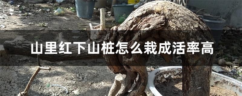 山里红下山桩怎么栽成活率高,怎么控制水肥 山里红下山桩怎么栽成活率高,怎么控制水肥