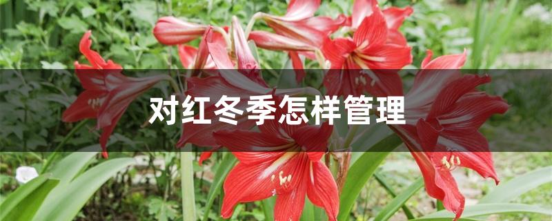 对红冬季怎样管理,如何防治病虫害 对红冬季怎样管理,如何防治病虫害