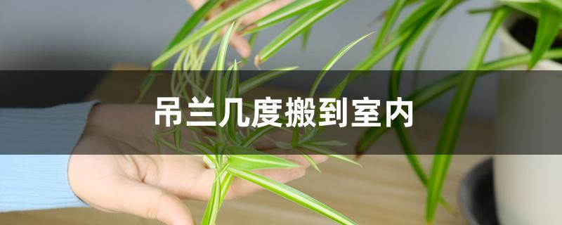 吊兰几度搬到室内,卧室可以放吗 吊兰几度搬到室内,卧室可以放吗