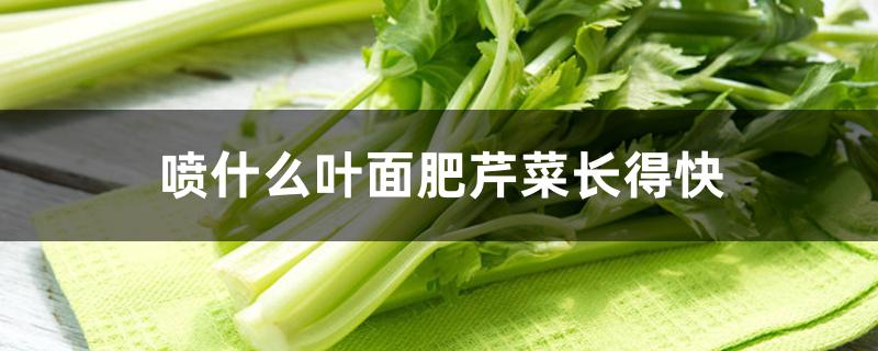 喷什么叶面肥芹菜长得快,长得慢怎么解决 喷什么叶面肥芹菜长得快,长得慢怎么解决